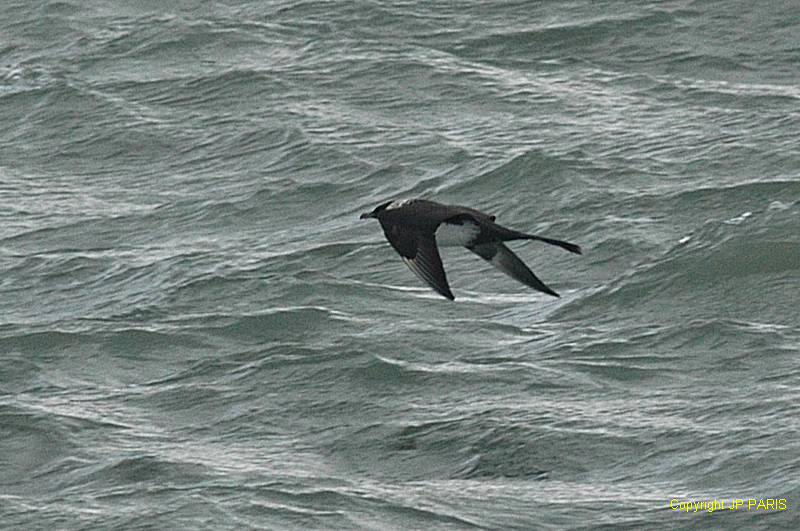 Stercorarius pomarinus